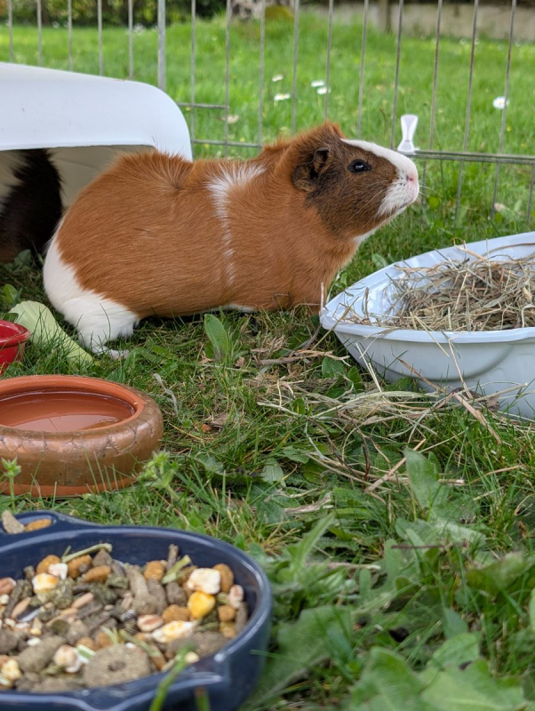 Photo #1 de Noisette