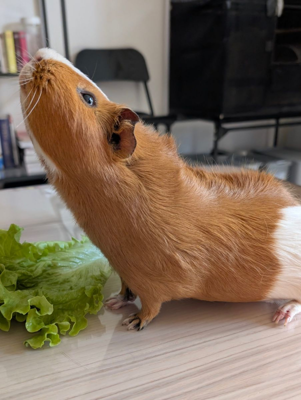 Photo #2 de Noisette