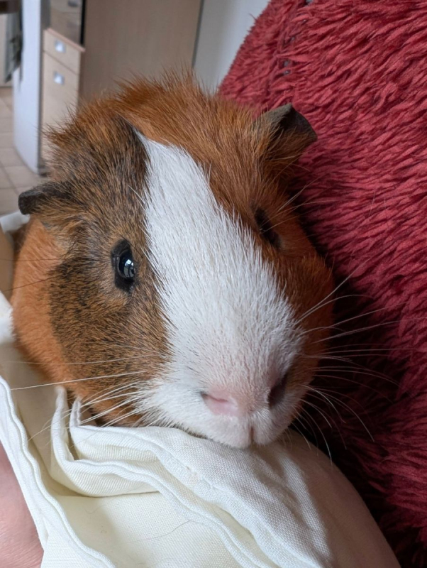 Photo #3 de Noisette