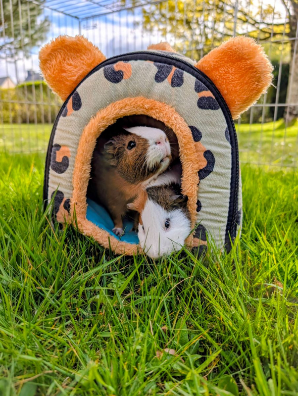 Photo #4 de Noisette