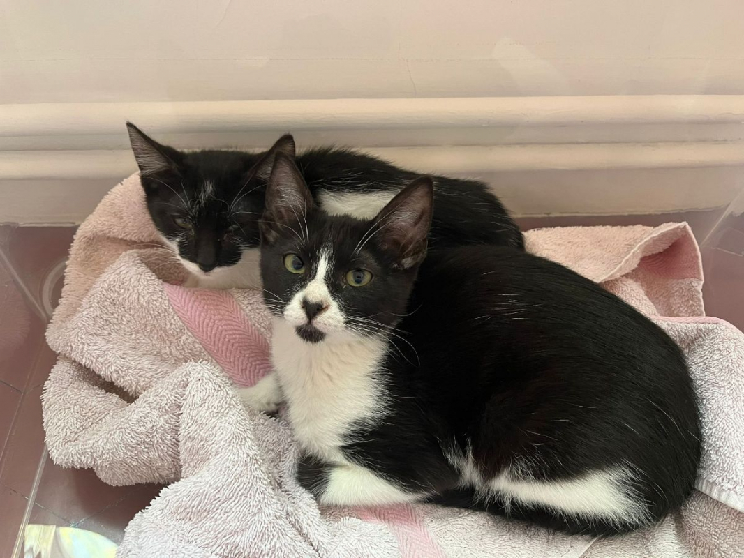 Photo #2 de Kiri et Suzi