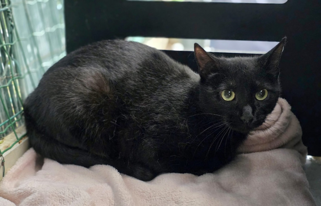 Photo #1 de Violette