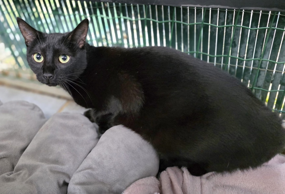 Photo #4 de Violette