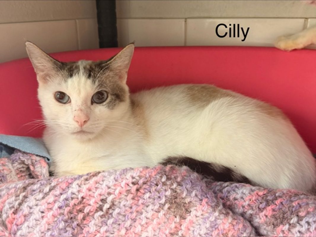 Cilly Cilly - Européen à adopter à Poulainville (80) - Animaux.fr