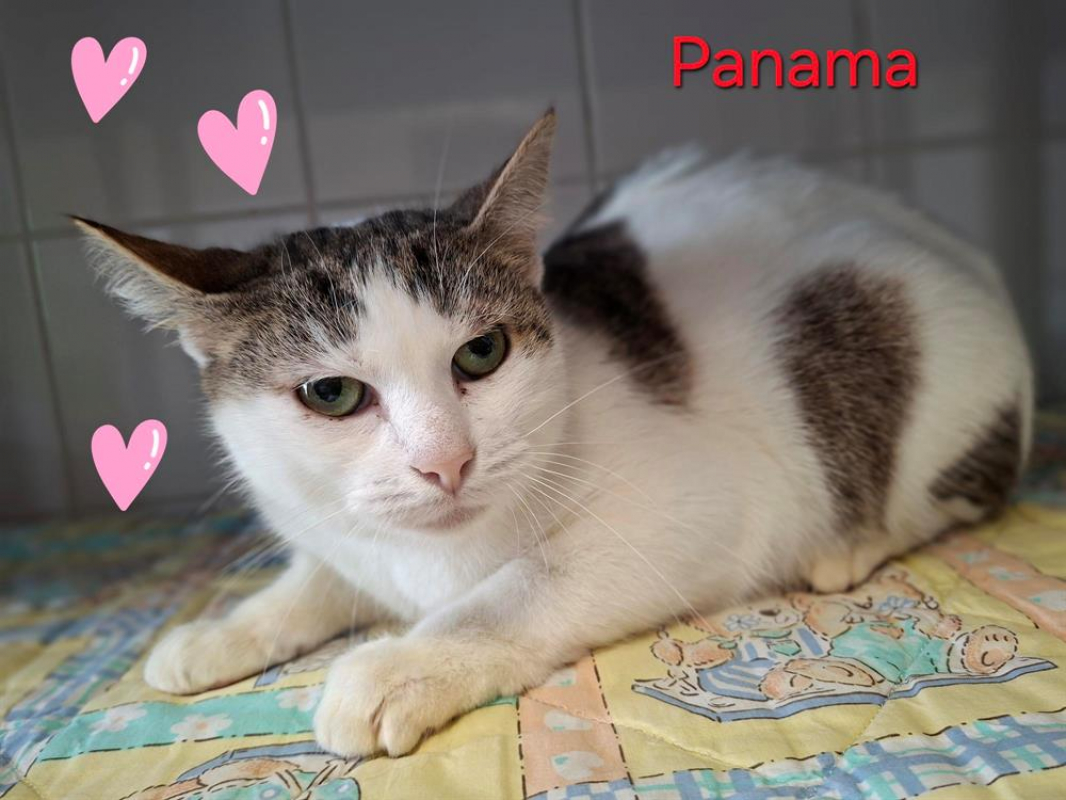 Photo #2 de Panama