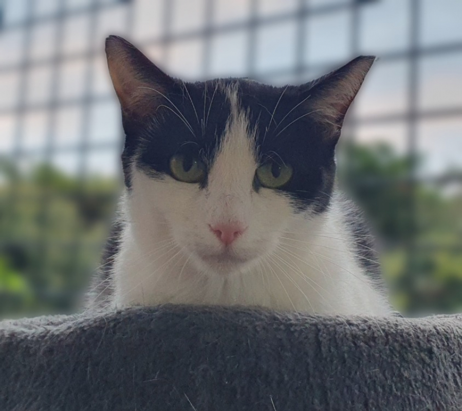 Photo #1 de Zygene cha d