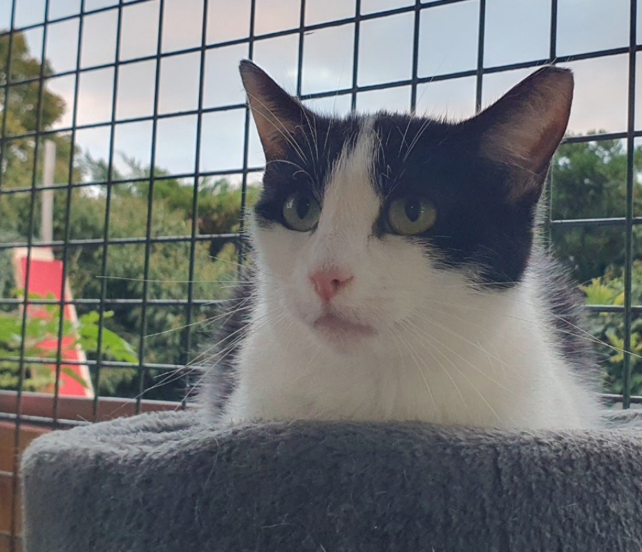 Photo #2 de Zygene cha d