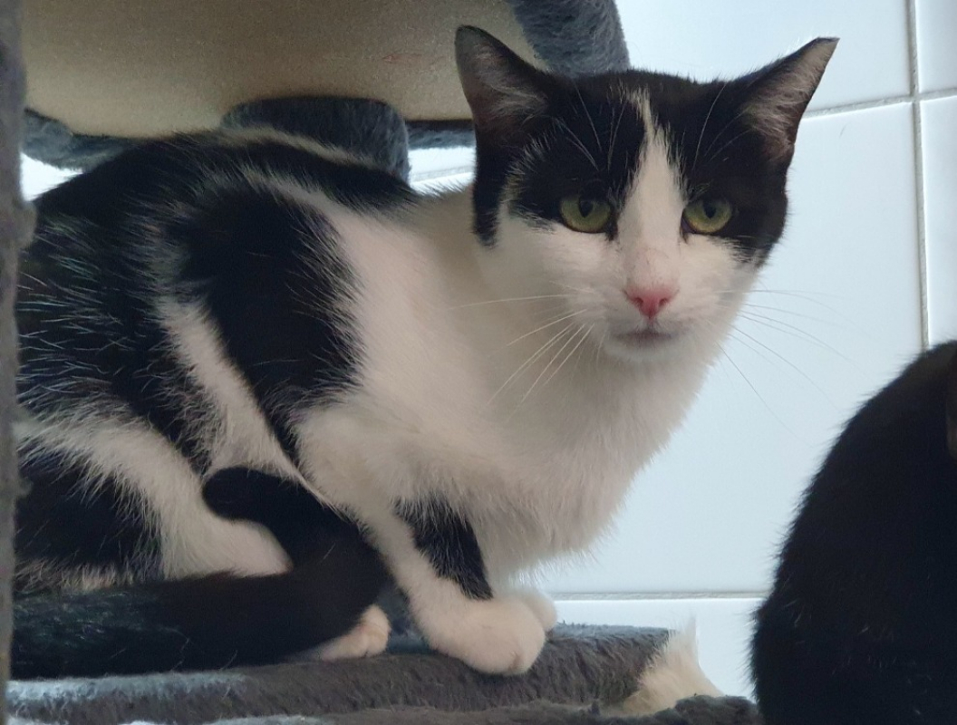 Photo #3 de Zygene d