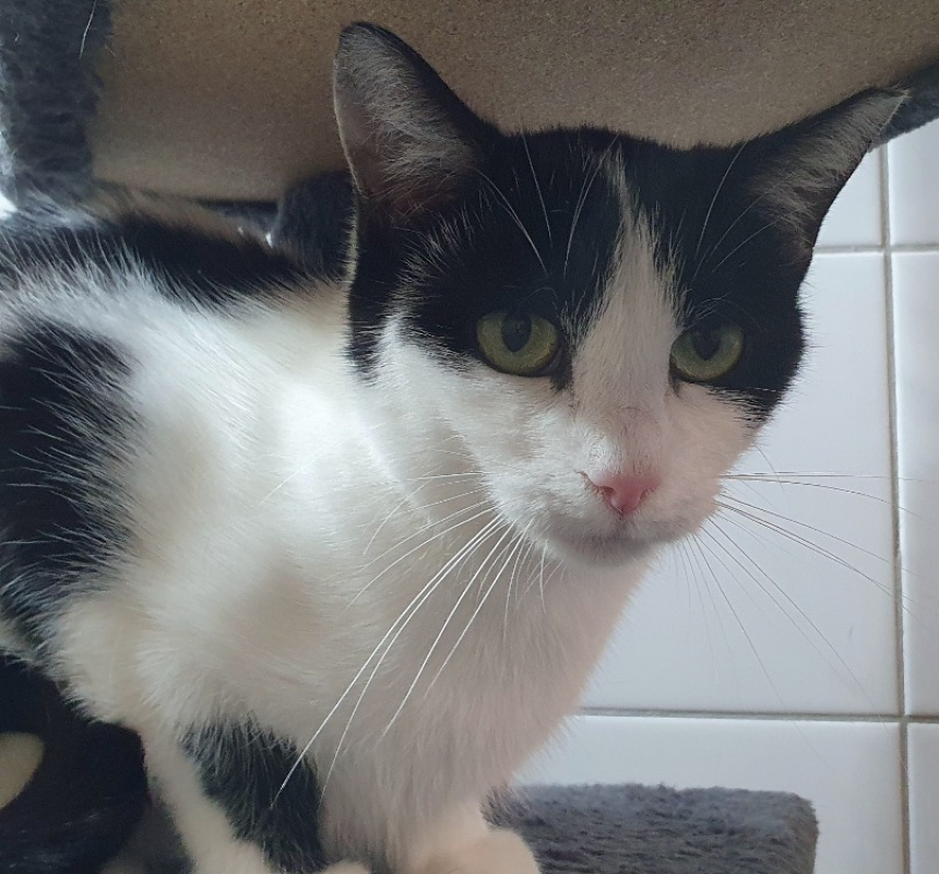 Photo #4 de Zygene d