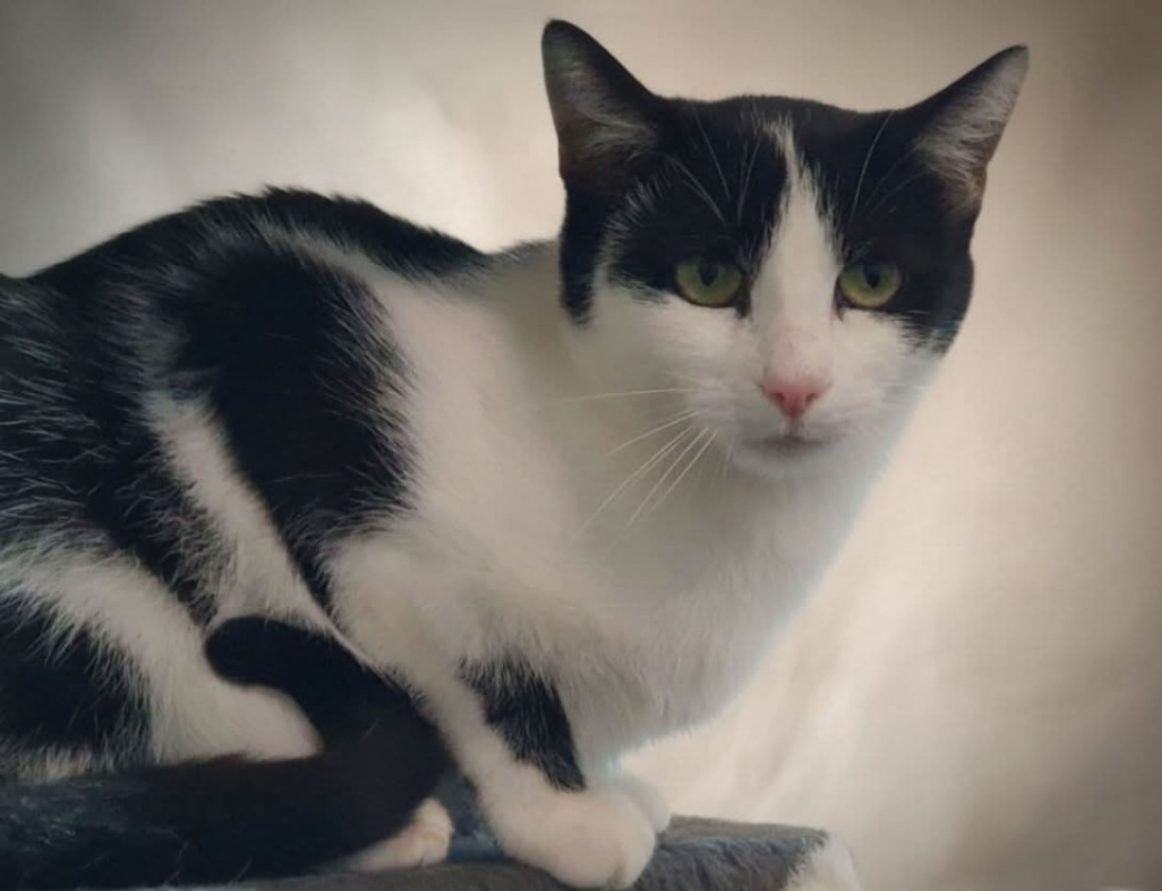 Photo #1 de Zygene d