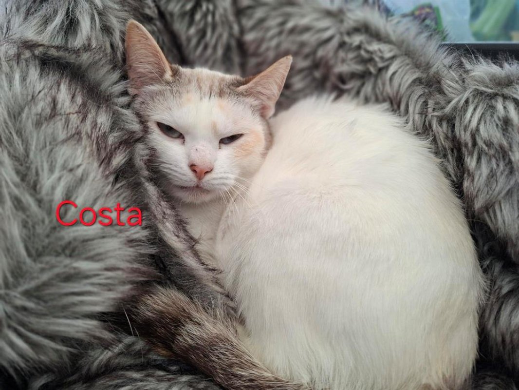 Photo de Costa