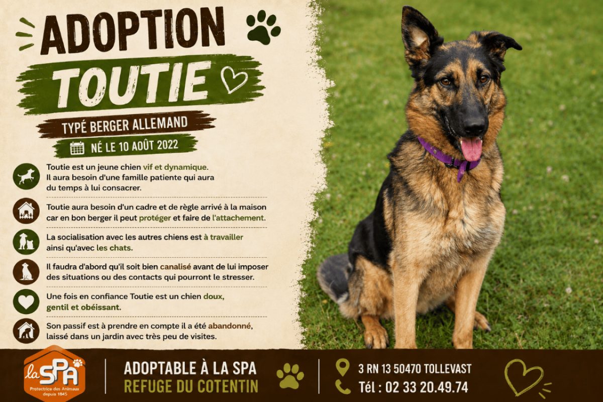 Toutie - Chien Berger Allemand à adopter