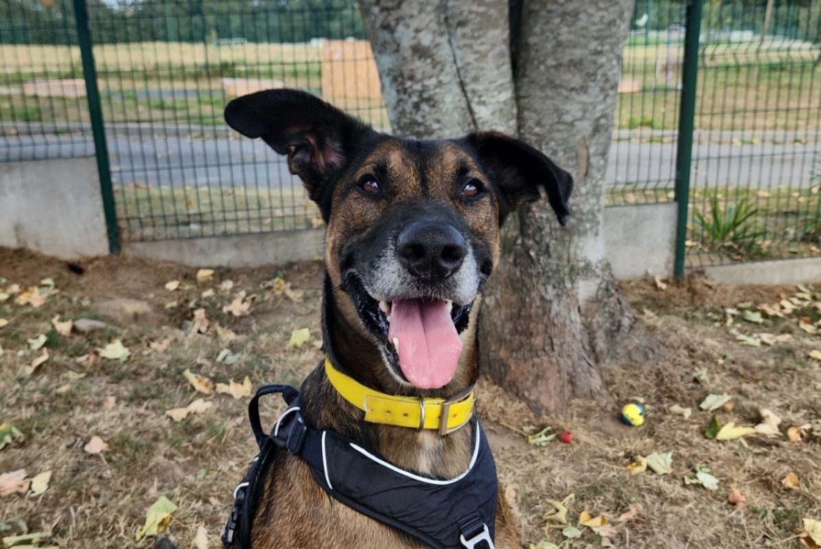 Tornado - Chien à adopter