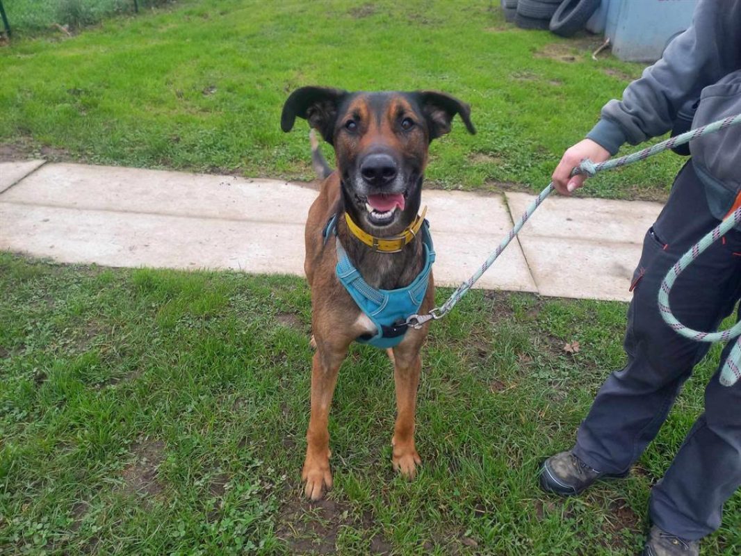 Tornado - Chien à adopter - photo 2