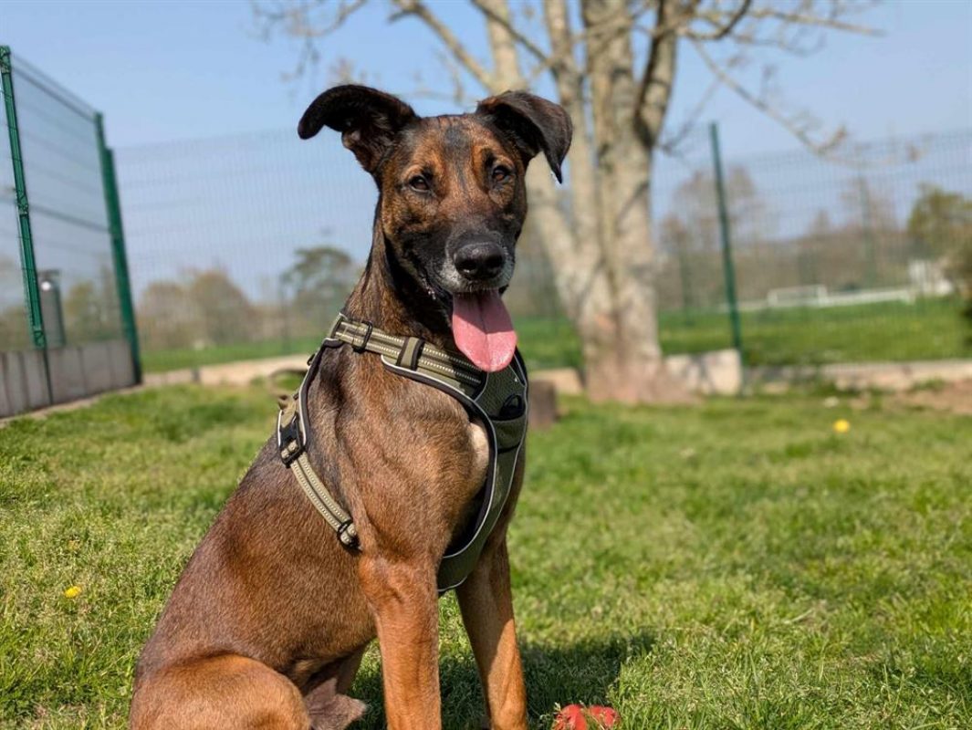 Tornado - Chien à adopter - photo 3