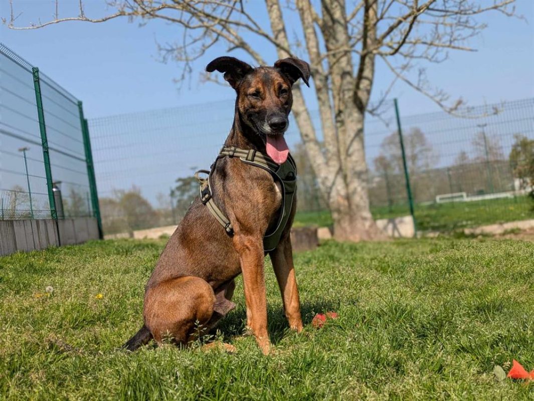 Tornado - Chien à adopter - photo 5