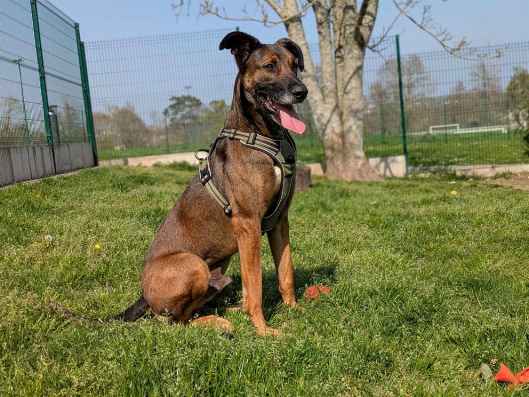 Tornado - Chien à adopter - photo 6