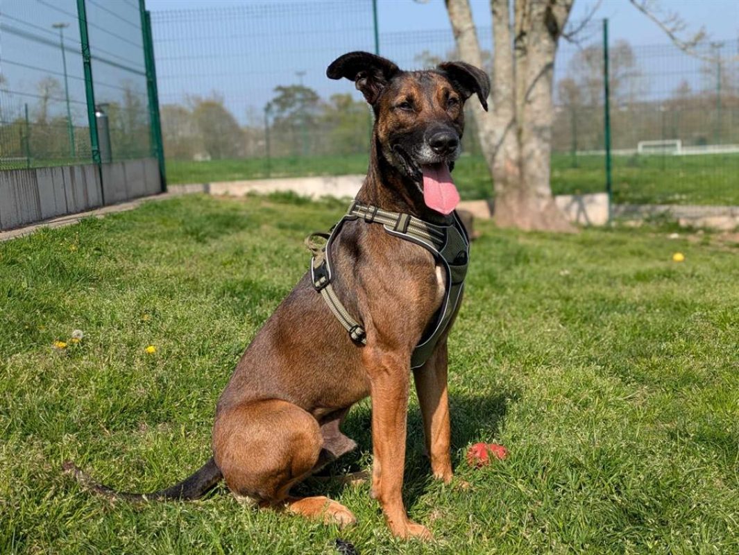 Tornado - Chien à adopter - photo 7