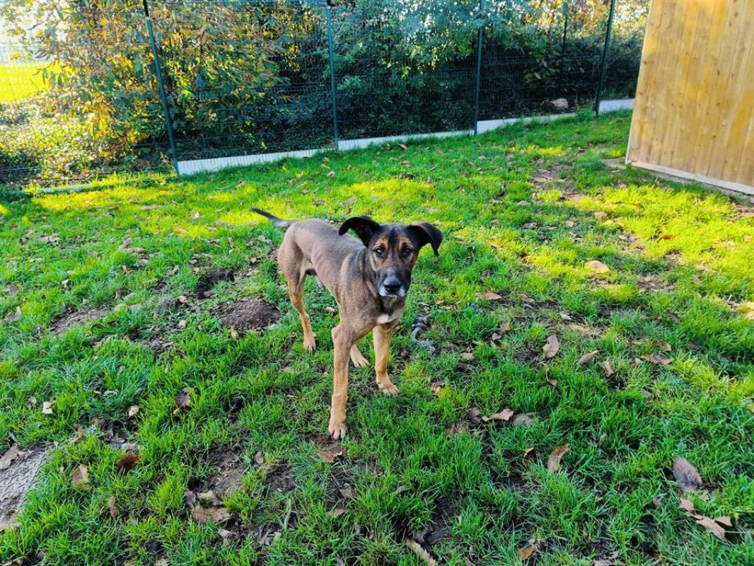 Tornado - Chien à adopter - photo 8