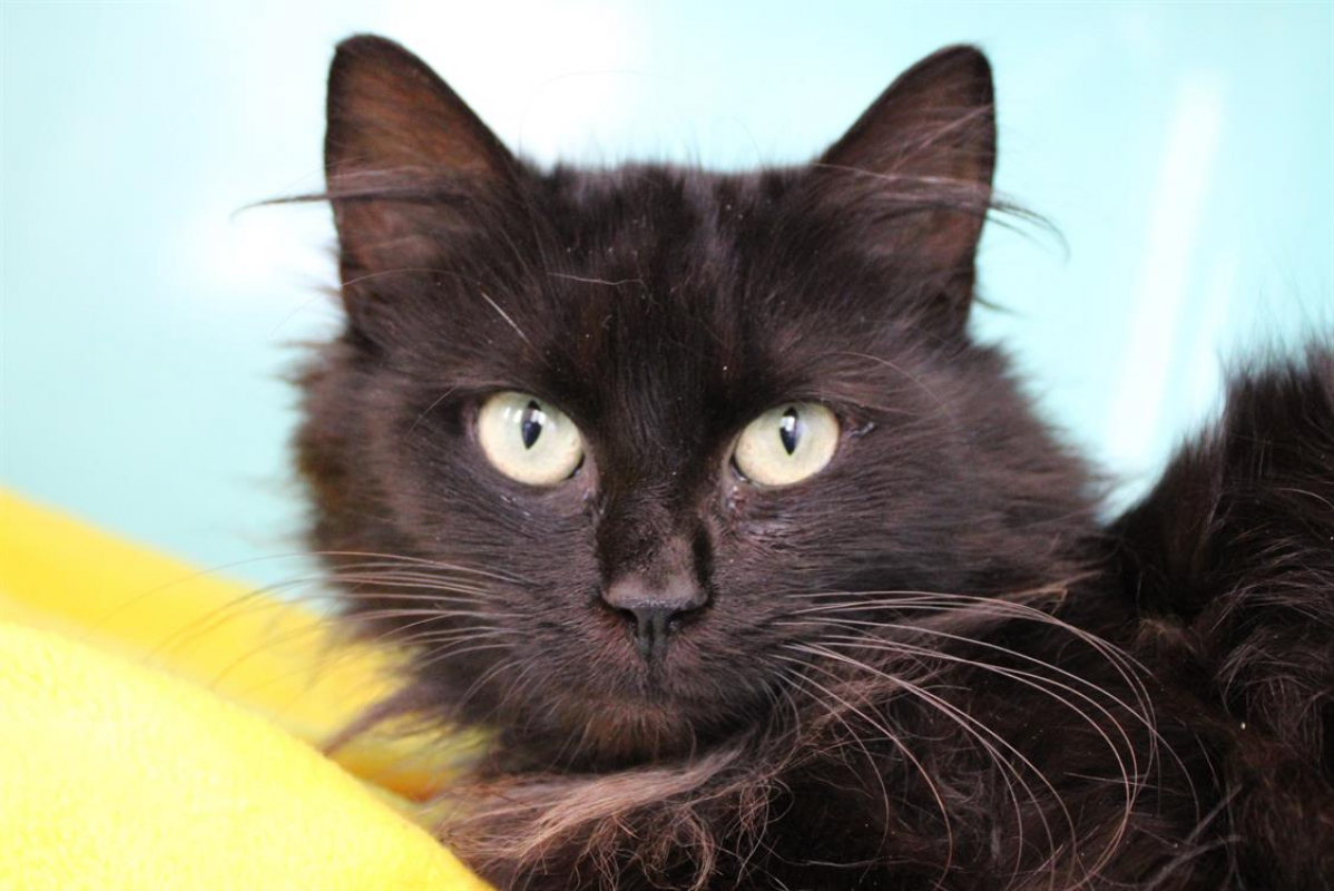 Photo de Petite lionne