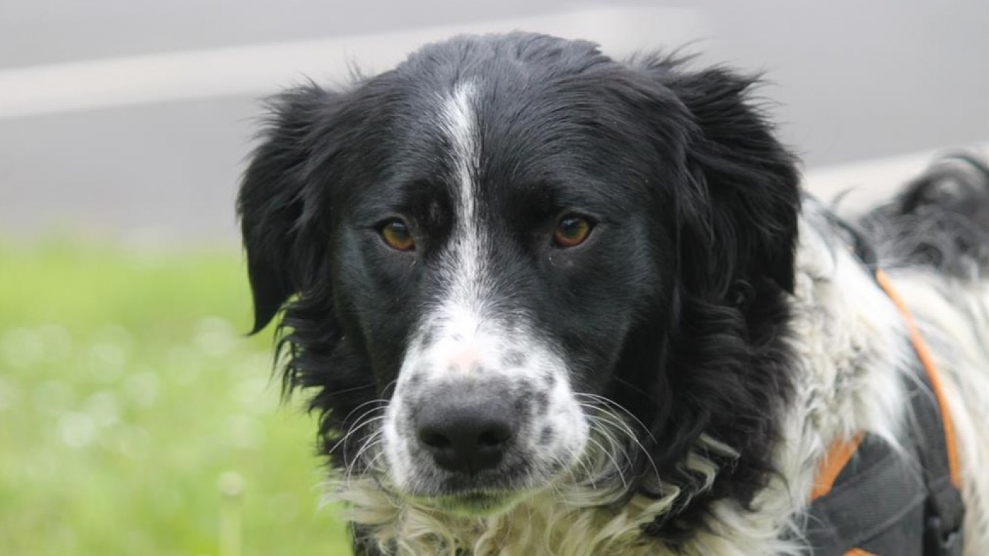 Photo #1 de Dicaprio