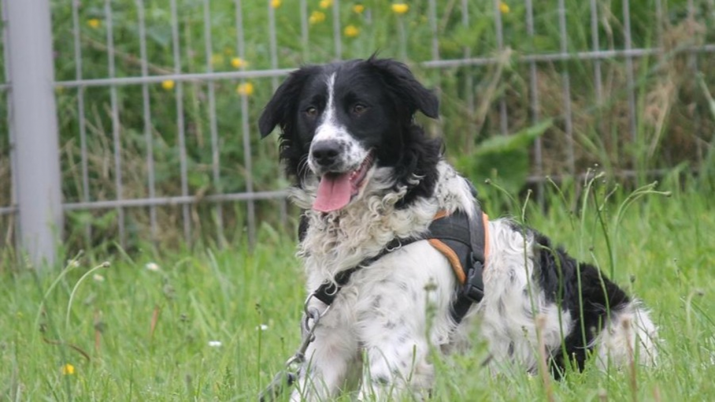 Photo #12 de Dicaprio