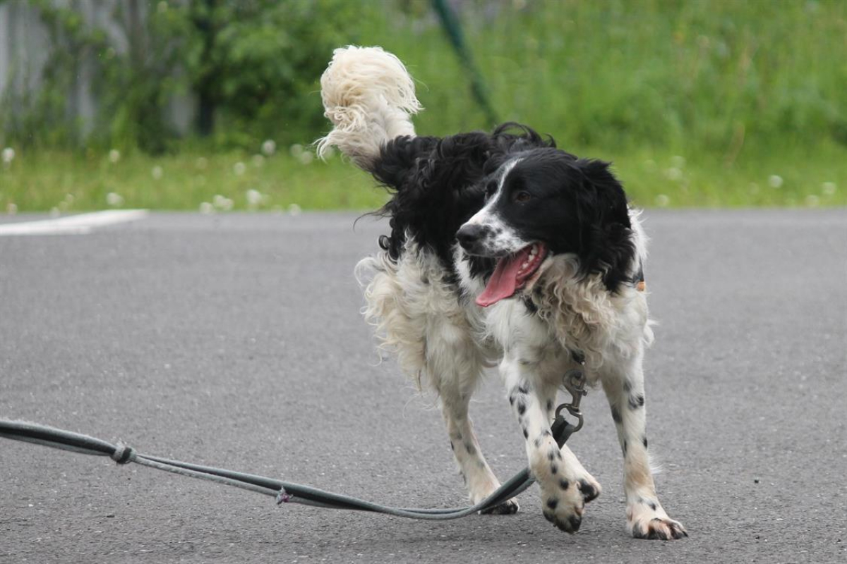 Photo #14 de Dicaprio