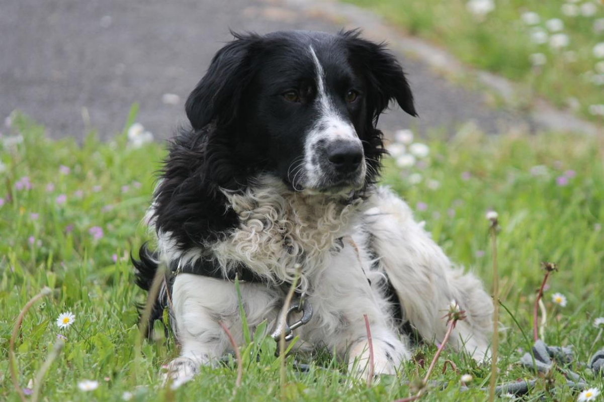 Photo #16 de Dicaprio