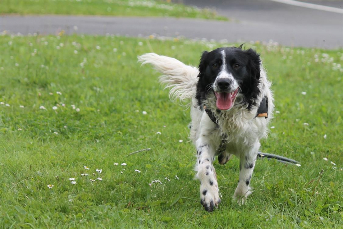 Photo #17 de Dicaprio