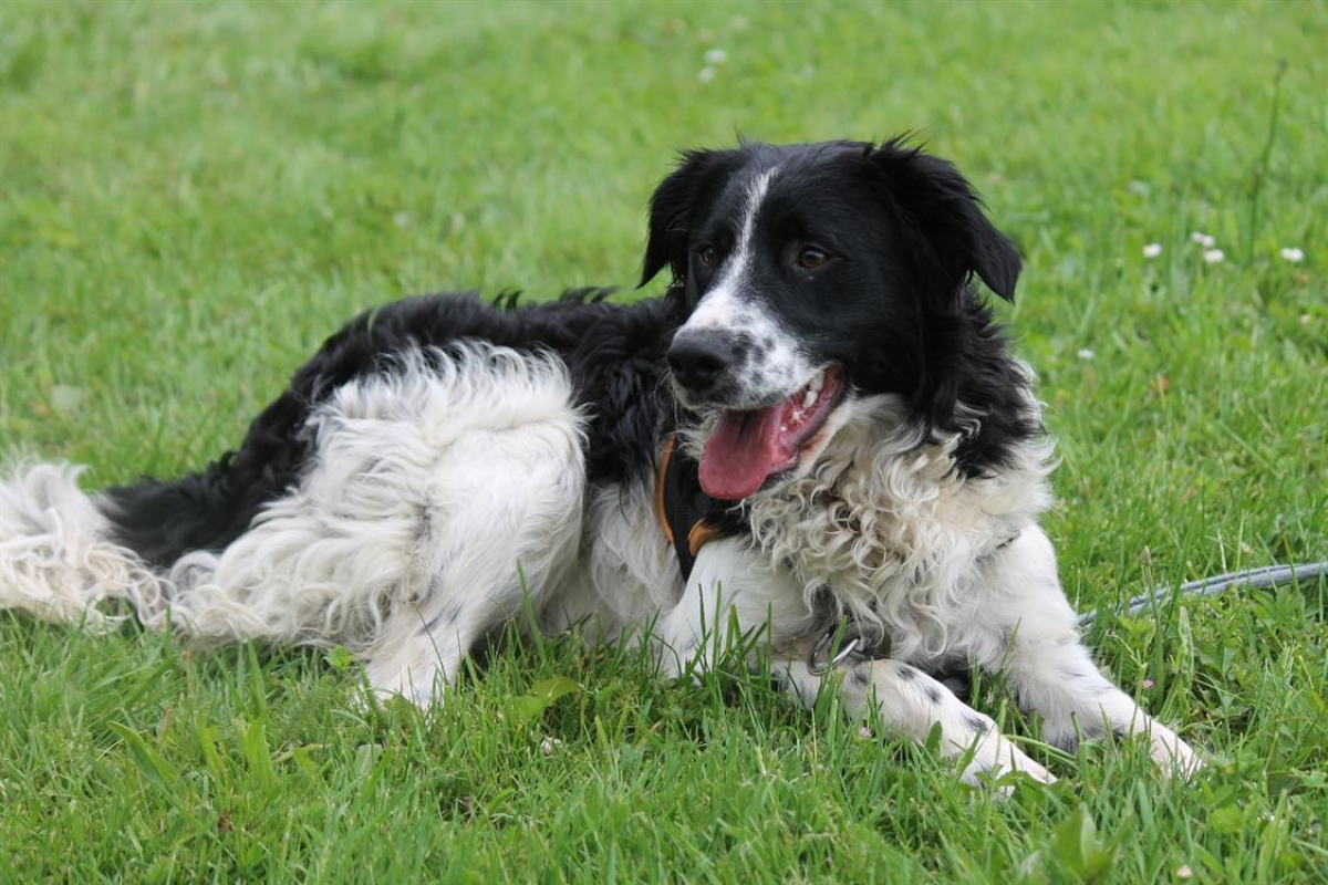 Photo #18 de Dicaprio