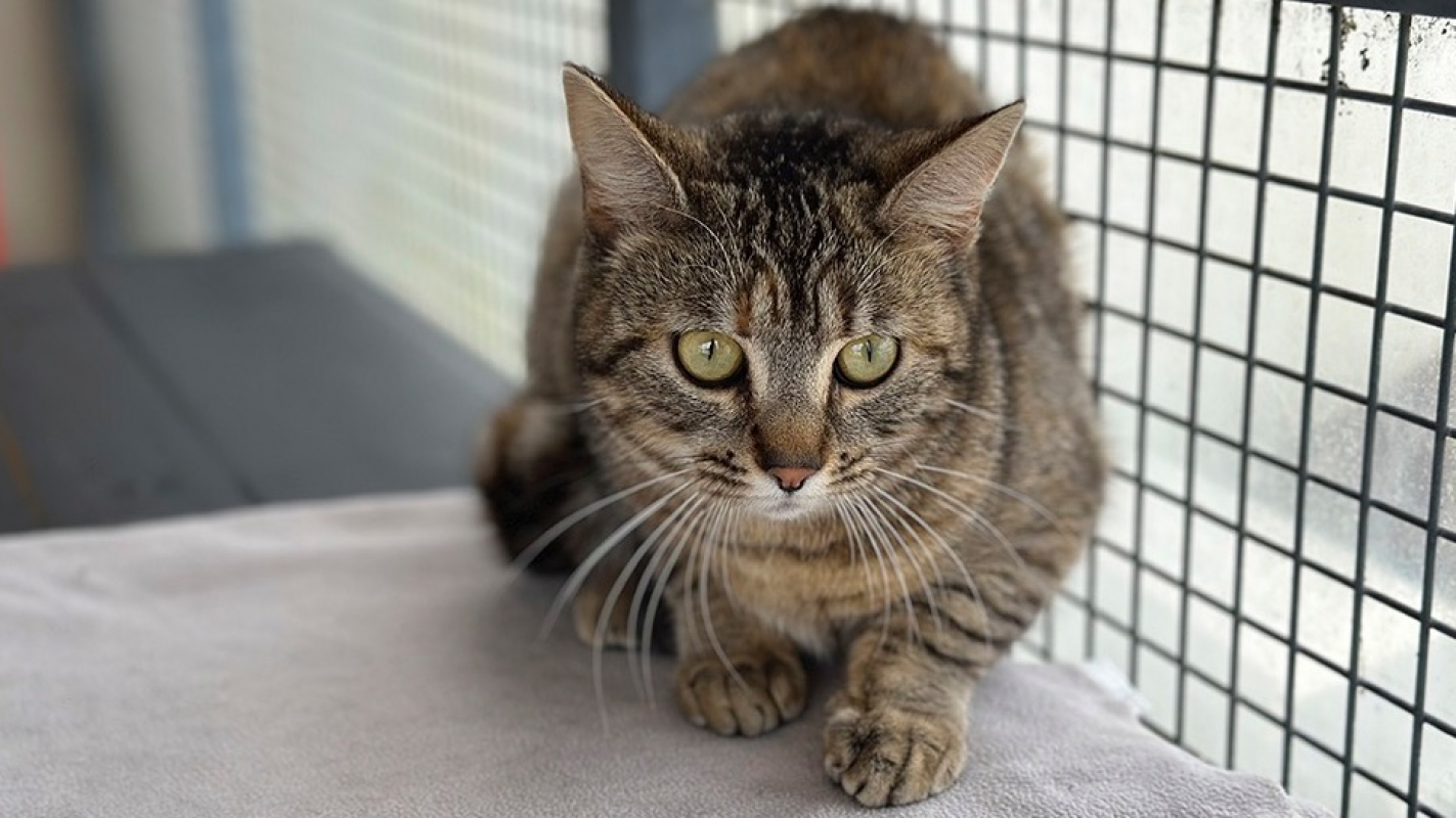 Photo #1 de Papillote