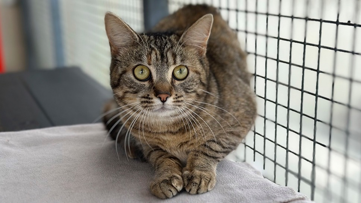 Photo #2 de Papillote