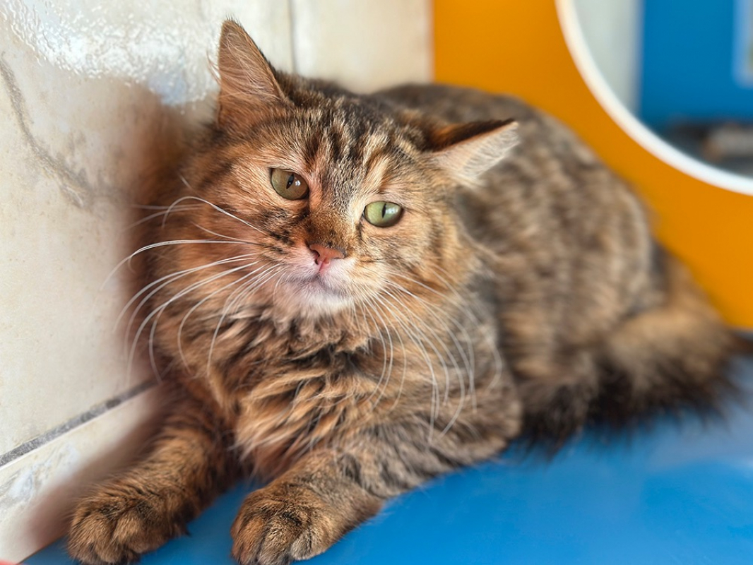 Photo #1 de Valseuse