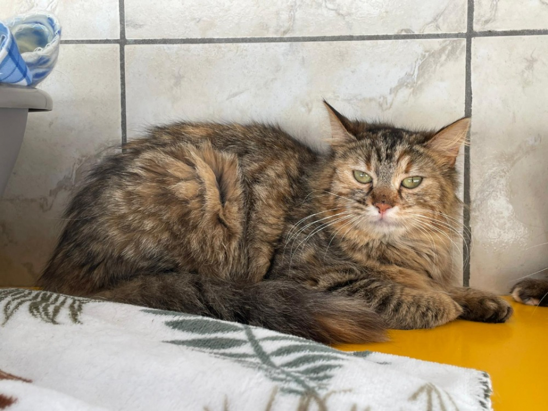 Photo #2 de Valseuse