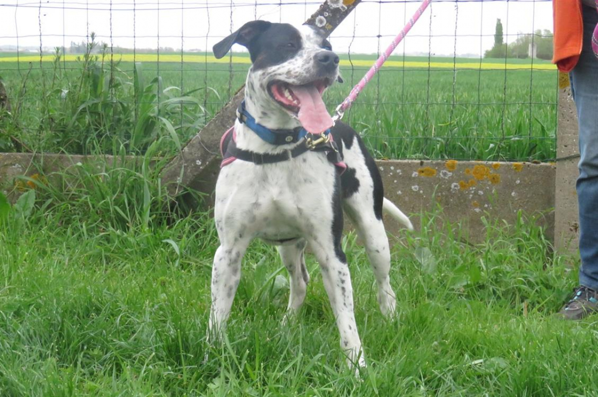 Photo #3 de Koda