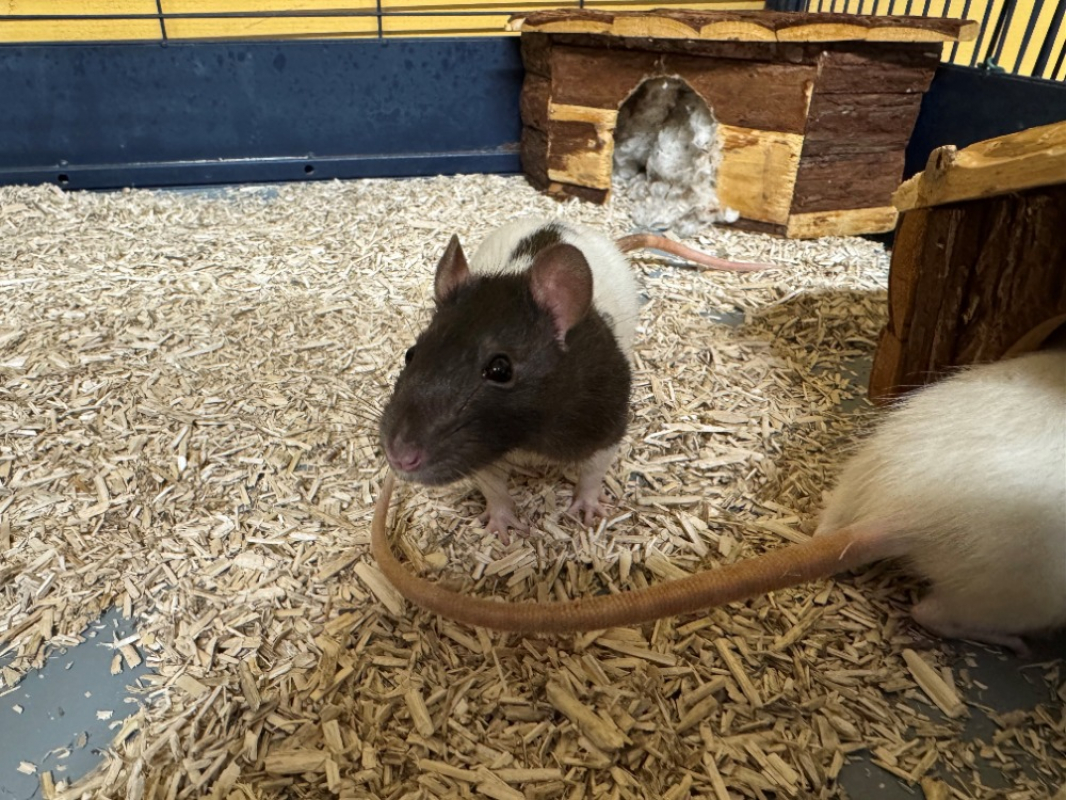 Photo #1 de Pistache