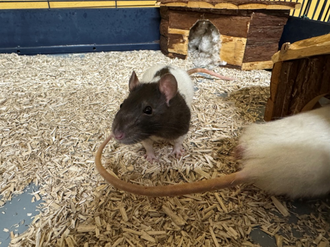 Photo #2 de Pistache