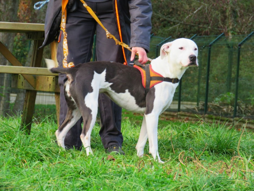 Photo #1 de Snowball