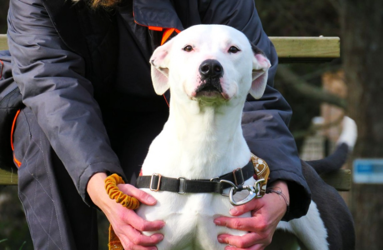 Photo #3 de Snowball