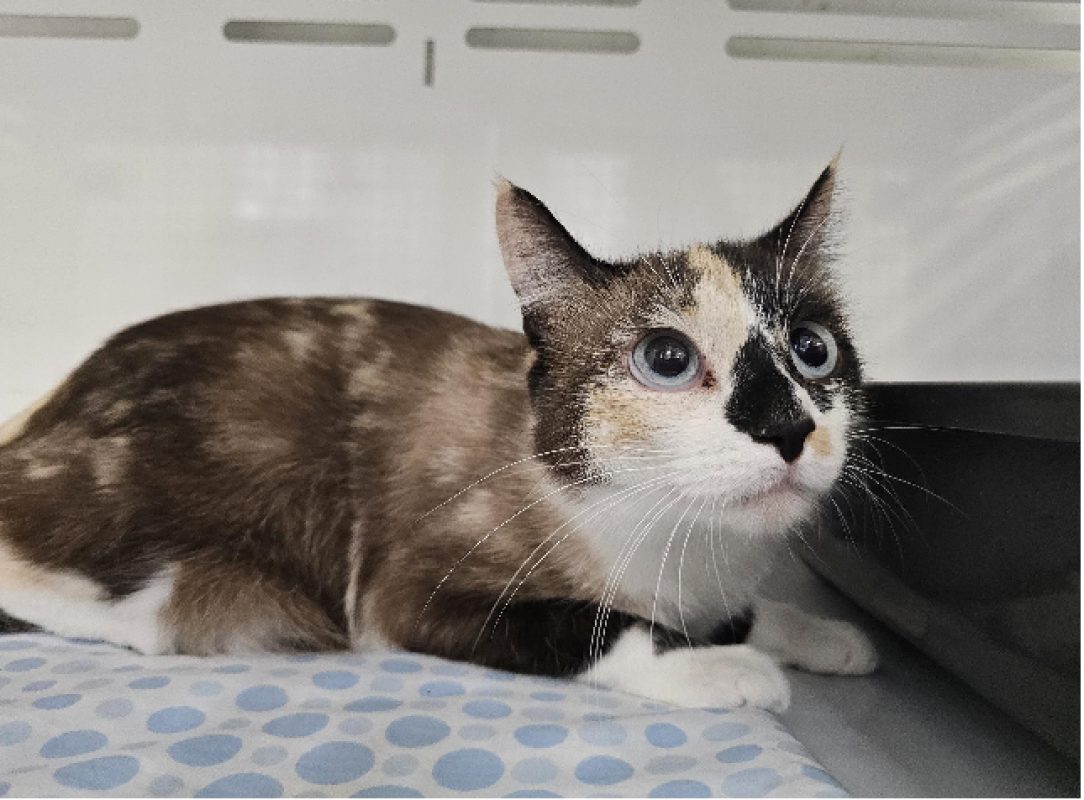 Cercseim Cersei - Européen à adopter à Arry (57) - Animaux.fr