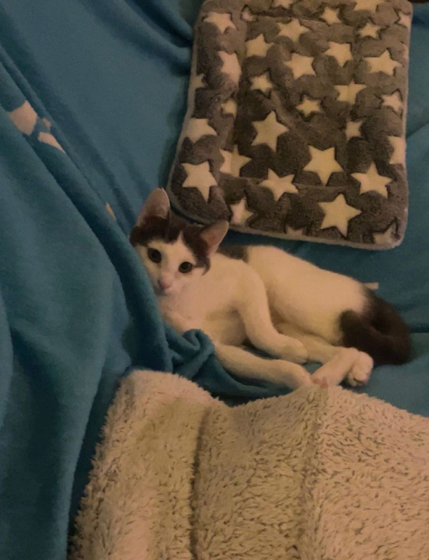 Photo #1 de Oudinette