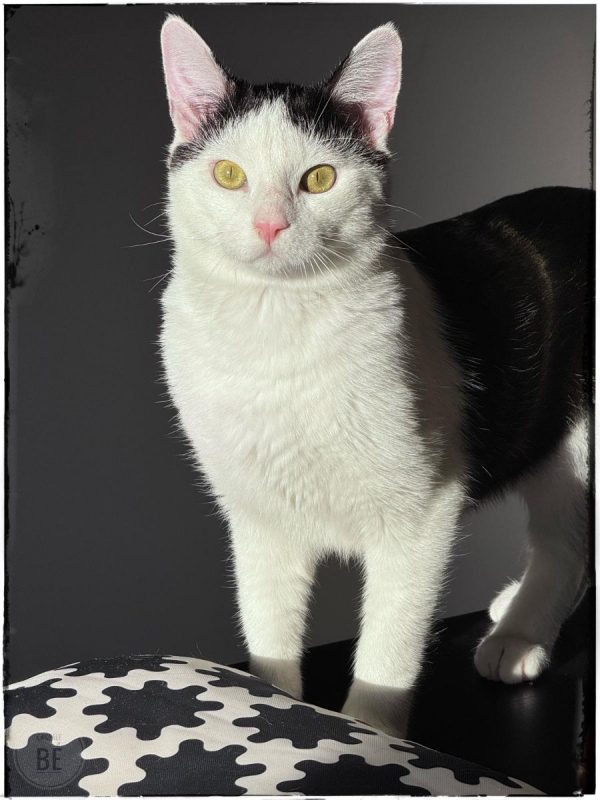 ASTRO - Chat à adopter - photo 2