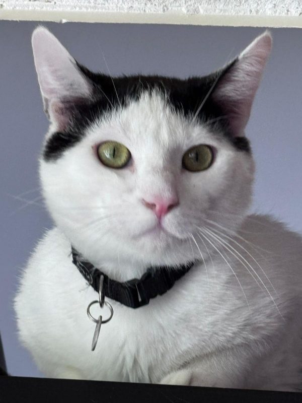 ASTRO - Chat à adopter - photo 8