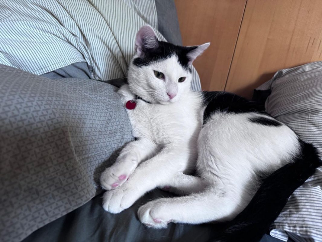 ASTRO - Chat à adopter - photo 7