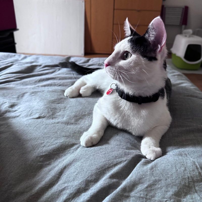 ASTRO - Chat à adopter - photo 4