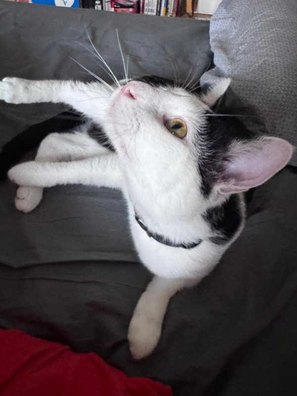 ASTRO - Chat à adopter - photo 3