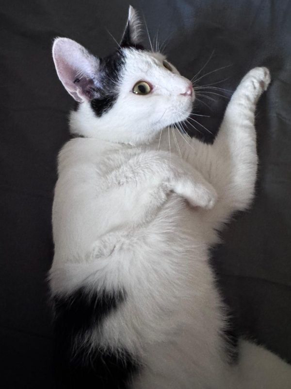 ASTRO - Chat à adopter - photo 5