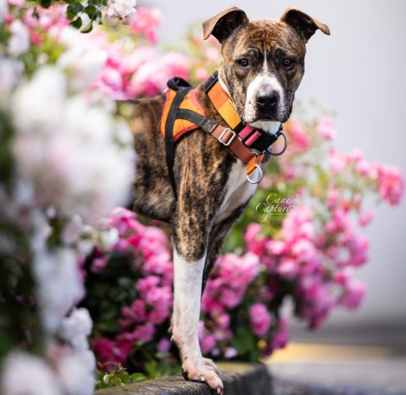 Pablo - Chien à adopter
