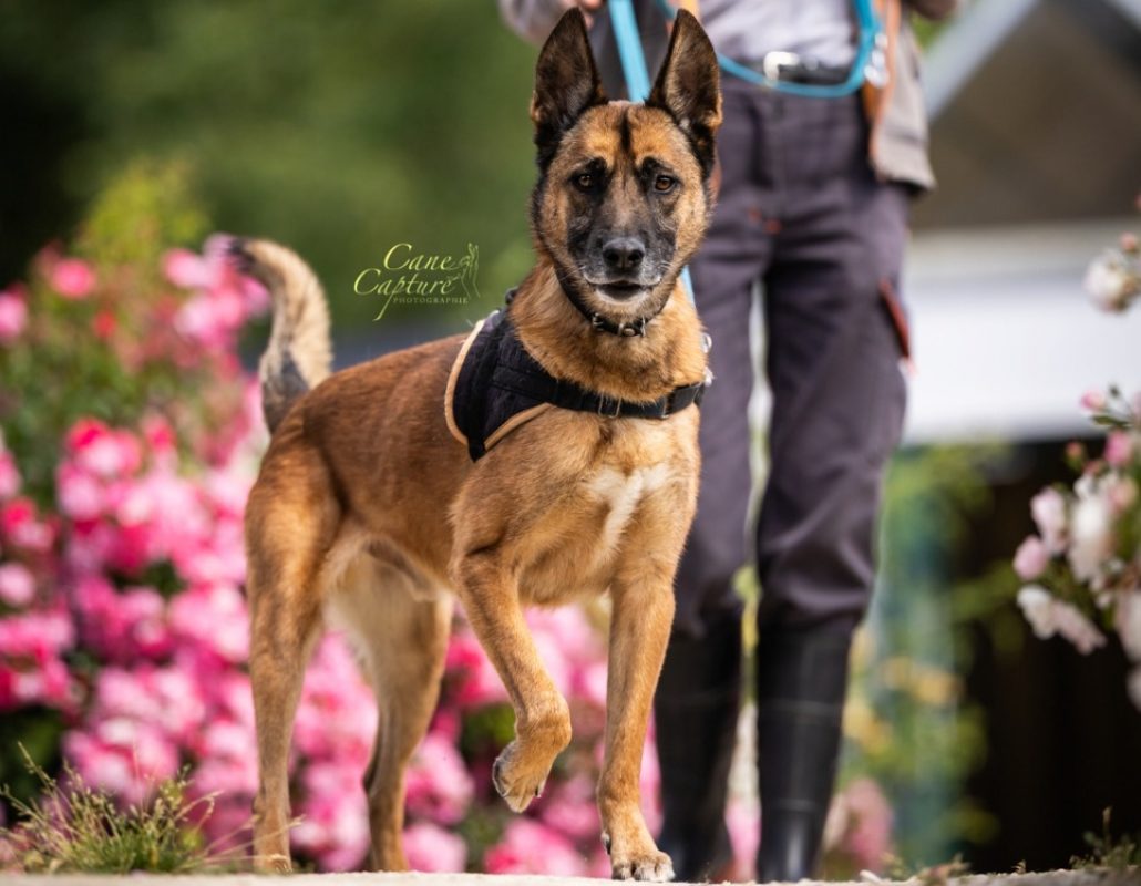 Nino - Chien Berger Belge Malinois à adopter