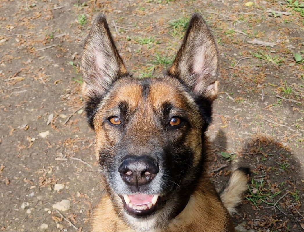Nino - Chien Berger Belge Malinois à adopter - photo 2